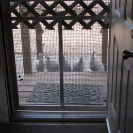 The Keystone Cops Revisited Image